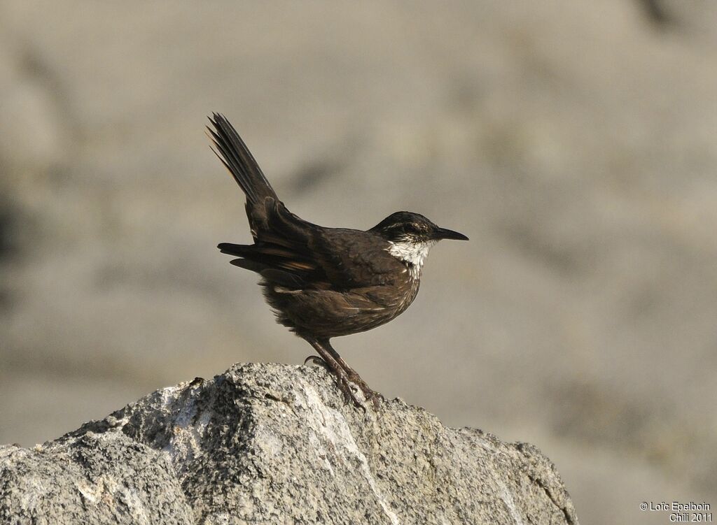 Chilean Seaside Cinclodes