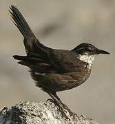 Chilean Seaside Cinclodes