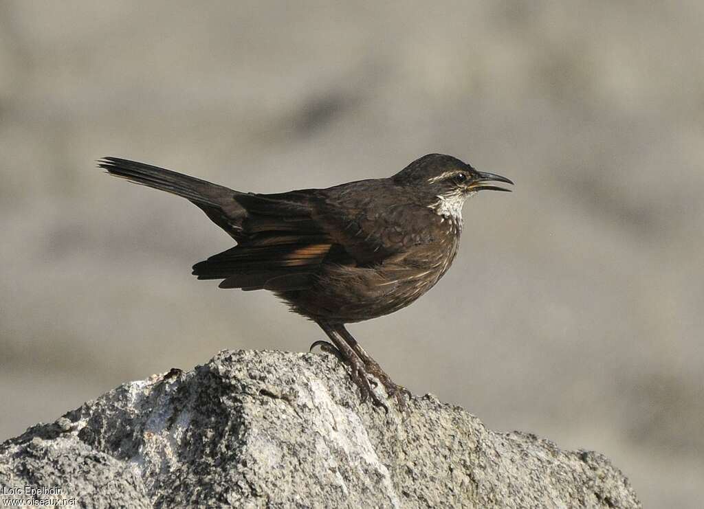 Chilean Seaside Cinclodesadult, Behaviour