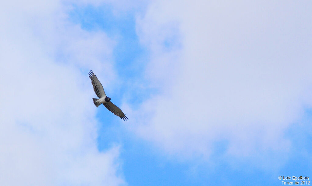 Black-chested Snake Eagle