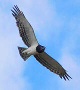 Black-chested Snake Eagle