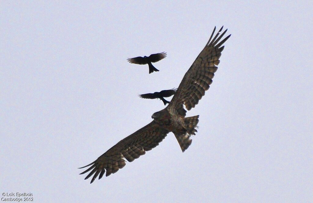 Short-toed Snake Eagle