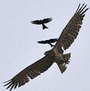 Short-toed Snake Eagle