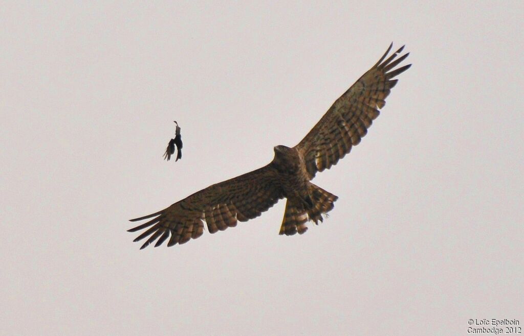 Short-toed Snake Eagle