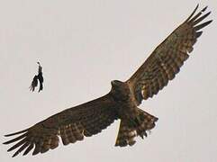 Short-toed Snake Eagle