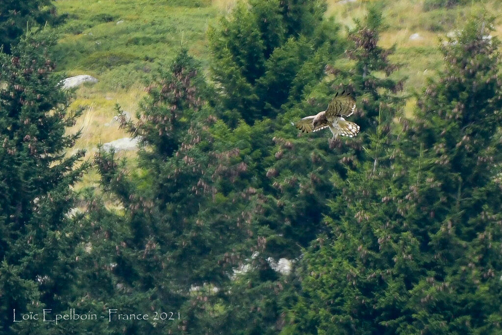 Short-toed Snake Eagle