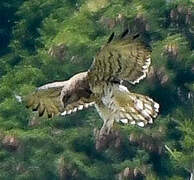 Short-toed Snake Eagle