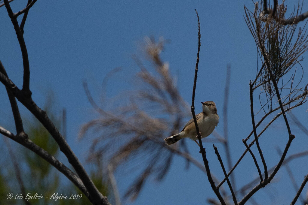 Zitting Cisticola