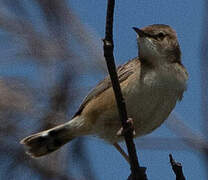 Zitting Cisticola