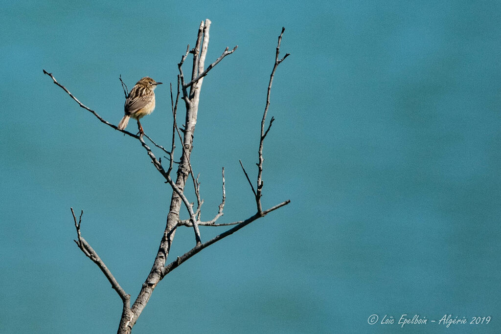 Zitting Cisticola