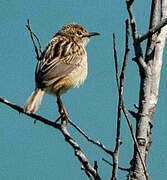 Zitting Cisticola