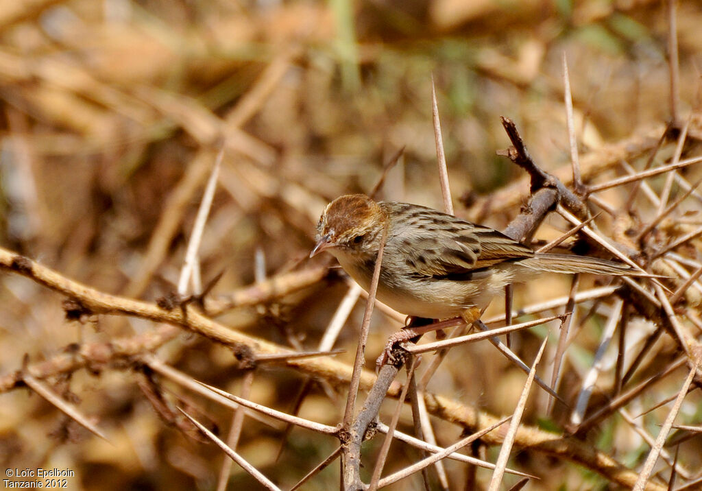 Rattling Cisticola