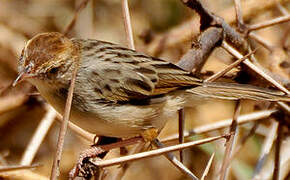 Rattling Cisticola