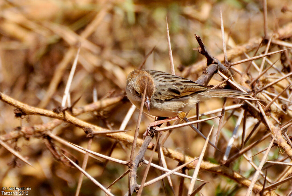 Rattling Cisticola