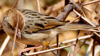 Rattling Cisticola