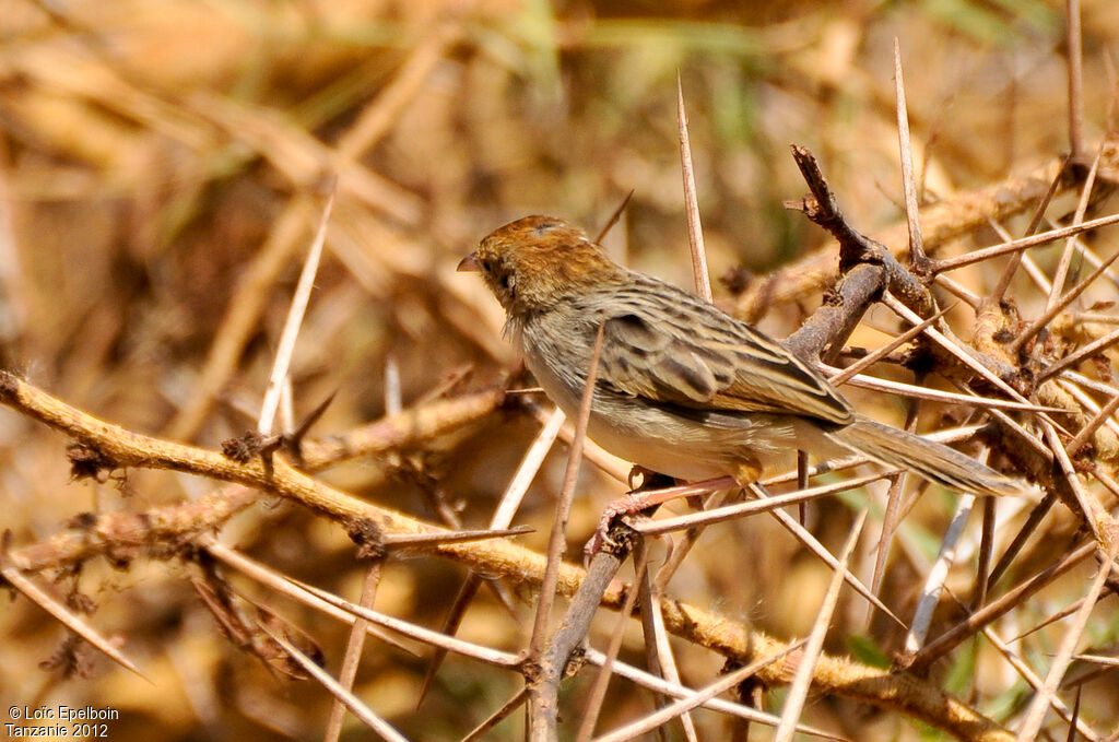 Rattling Cisticola