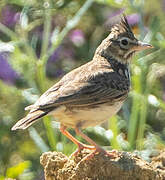 Thekla's Lark