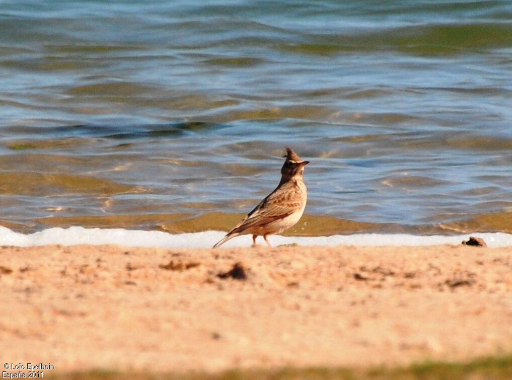 Crested Lark