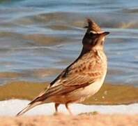 Crested Lark