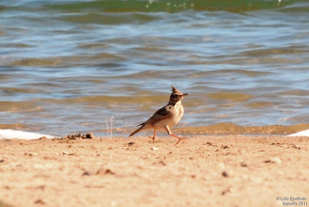 Crested Lark