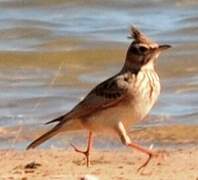 Crested Lark