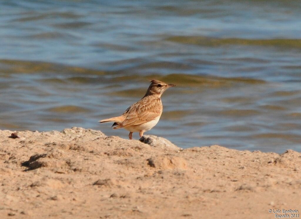 Crested Lark