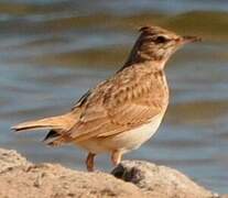 Crested Lark