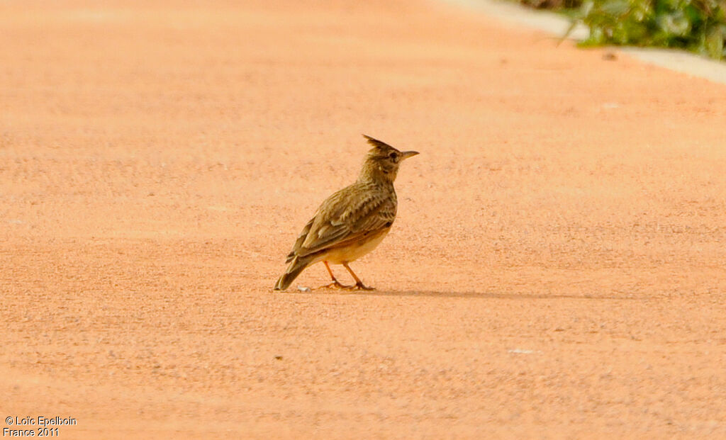 Cochevis huppé