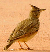 Crested Lark