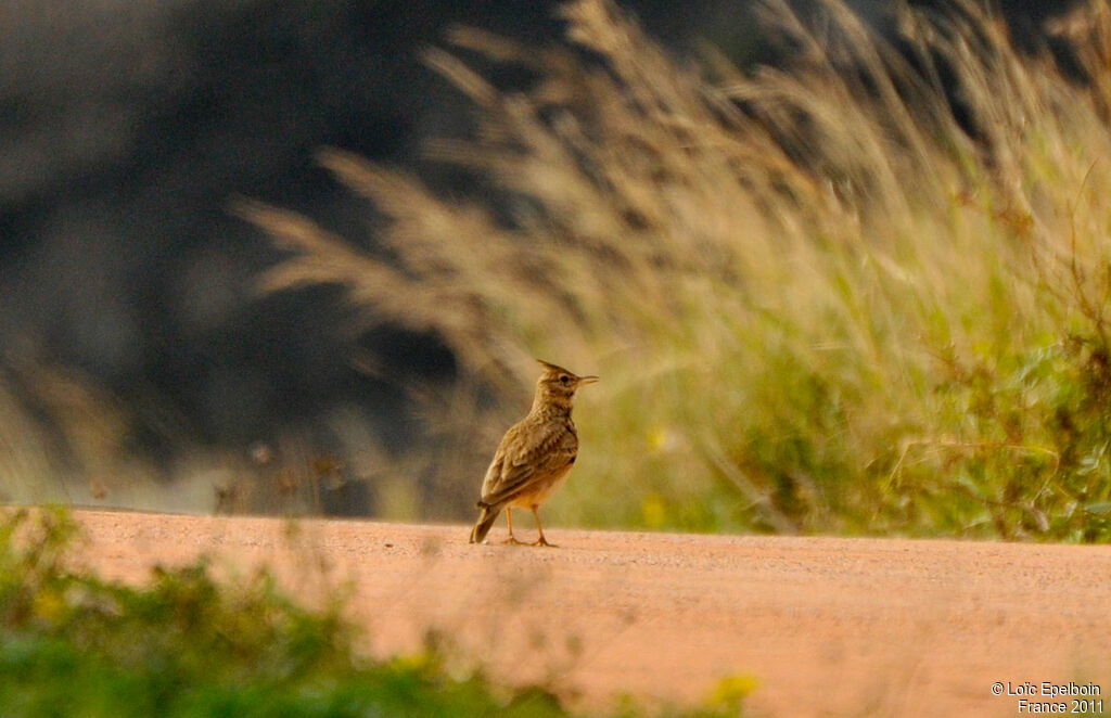 Cochevis huppé