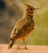 Crested Lark