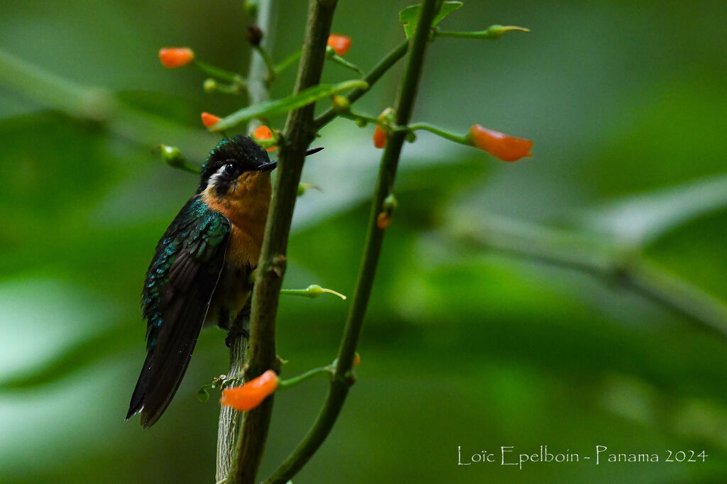 Colibri à gorge pourprée