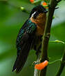Colibri à gorge pourprée