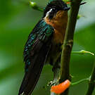 Colibri à gorge pourprée