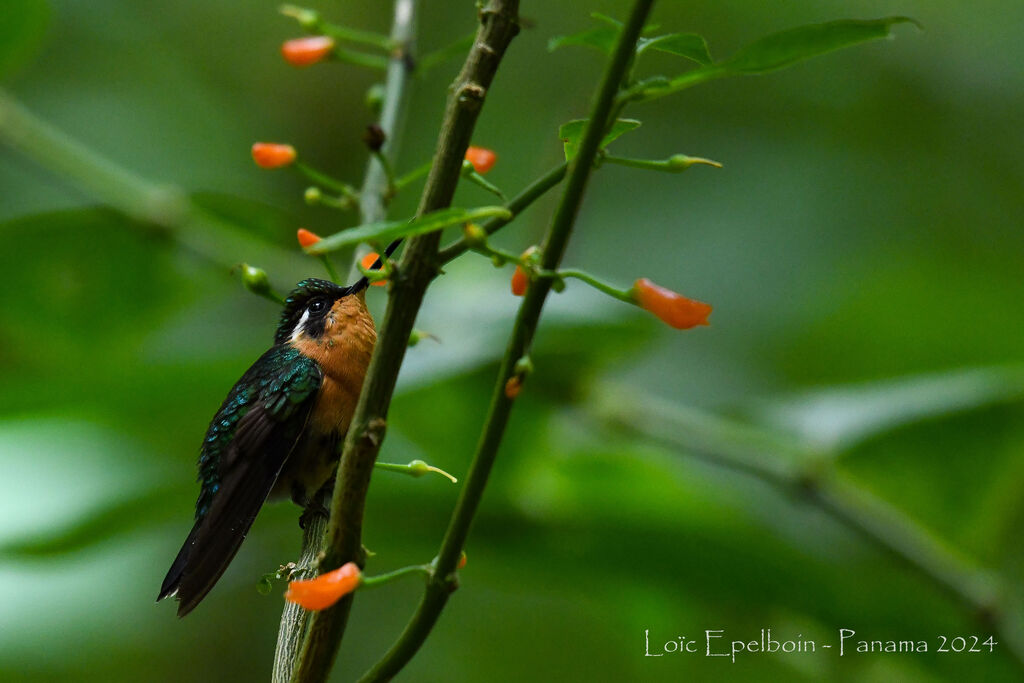 Colibri à gorge pourprée