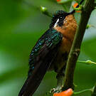 Colibri à gorge pourprée