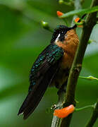 Colibri à gorge pourprée