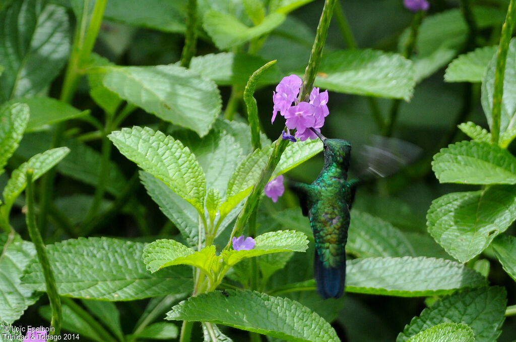 Blue-chinned Sapphire