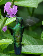 Blue-chinned Sapphire