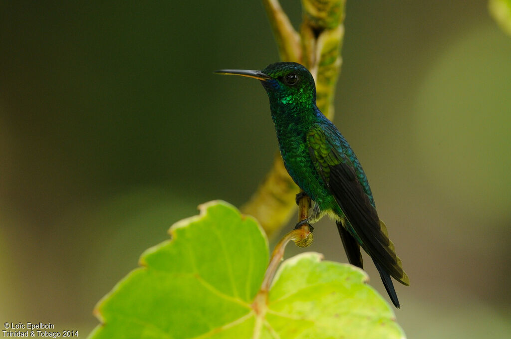 Blue-chinned Sapphire