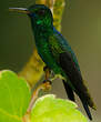 Colibri à menton bleu