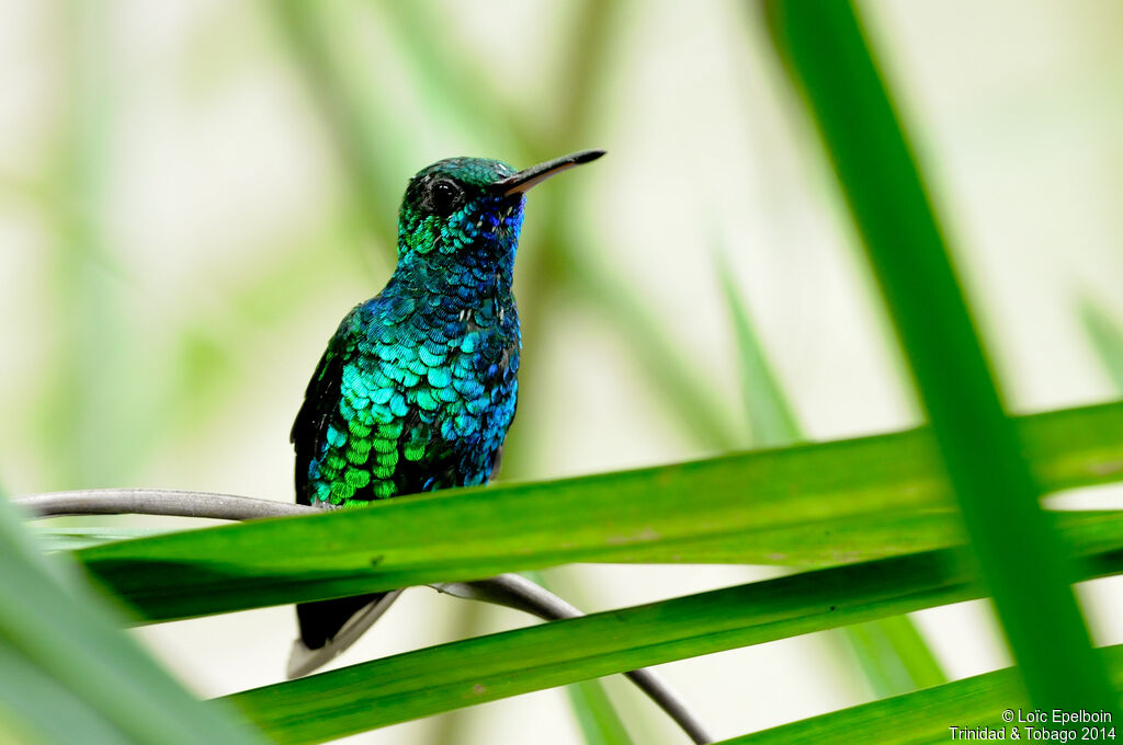 Colibri à menton bleu