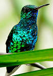 Colibri à menton bleu