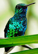 Blue-chinned Sapphire