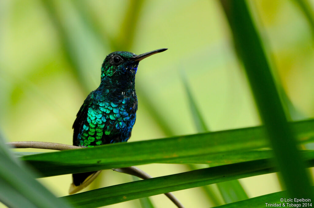 Blue-chinned Sapphire