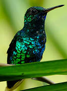 Blue-chinned Sapphire