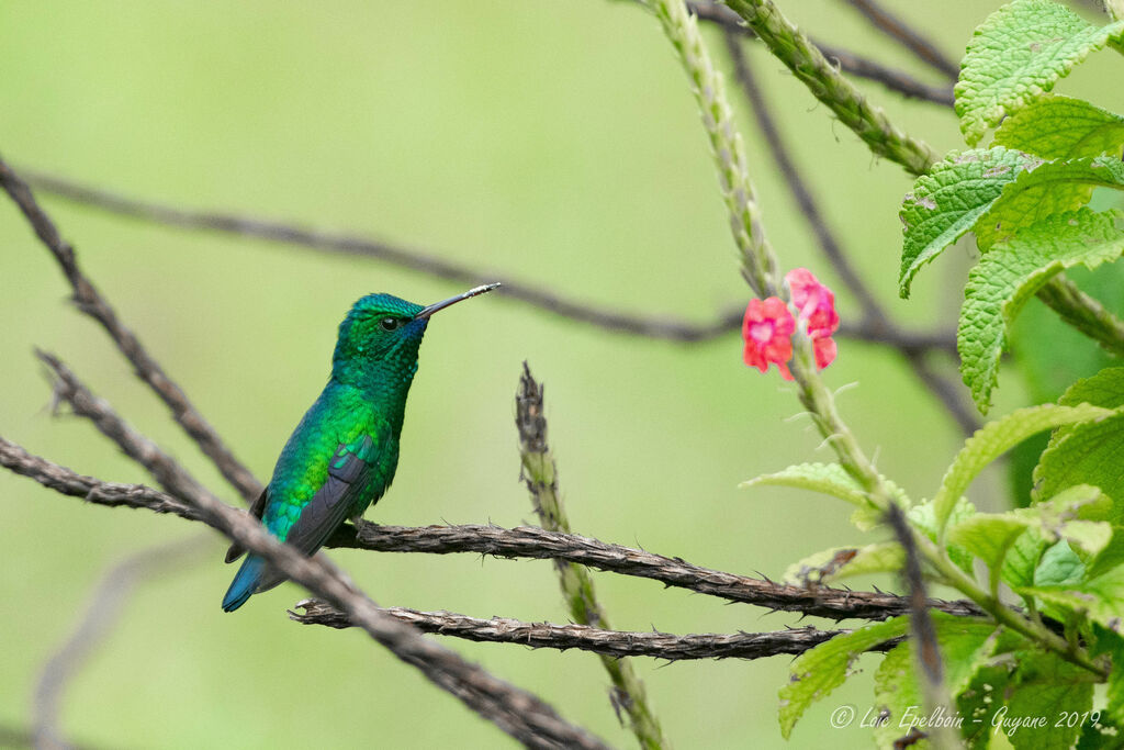 Blue-chinned Sapphire