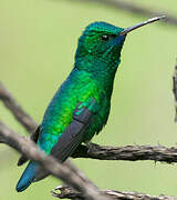 Blue-chinned Sapphire