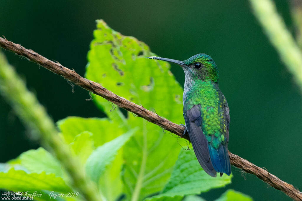 Colibri à menton bleu femelle adulte