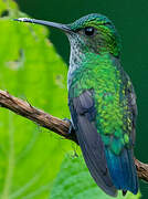 Blue-chinned Sapphire